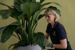 How to care for indoor plants in winter