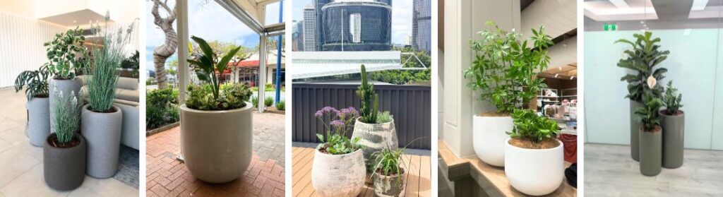 Recent Advance Plants installs 2025