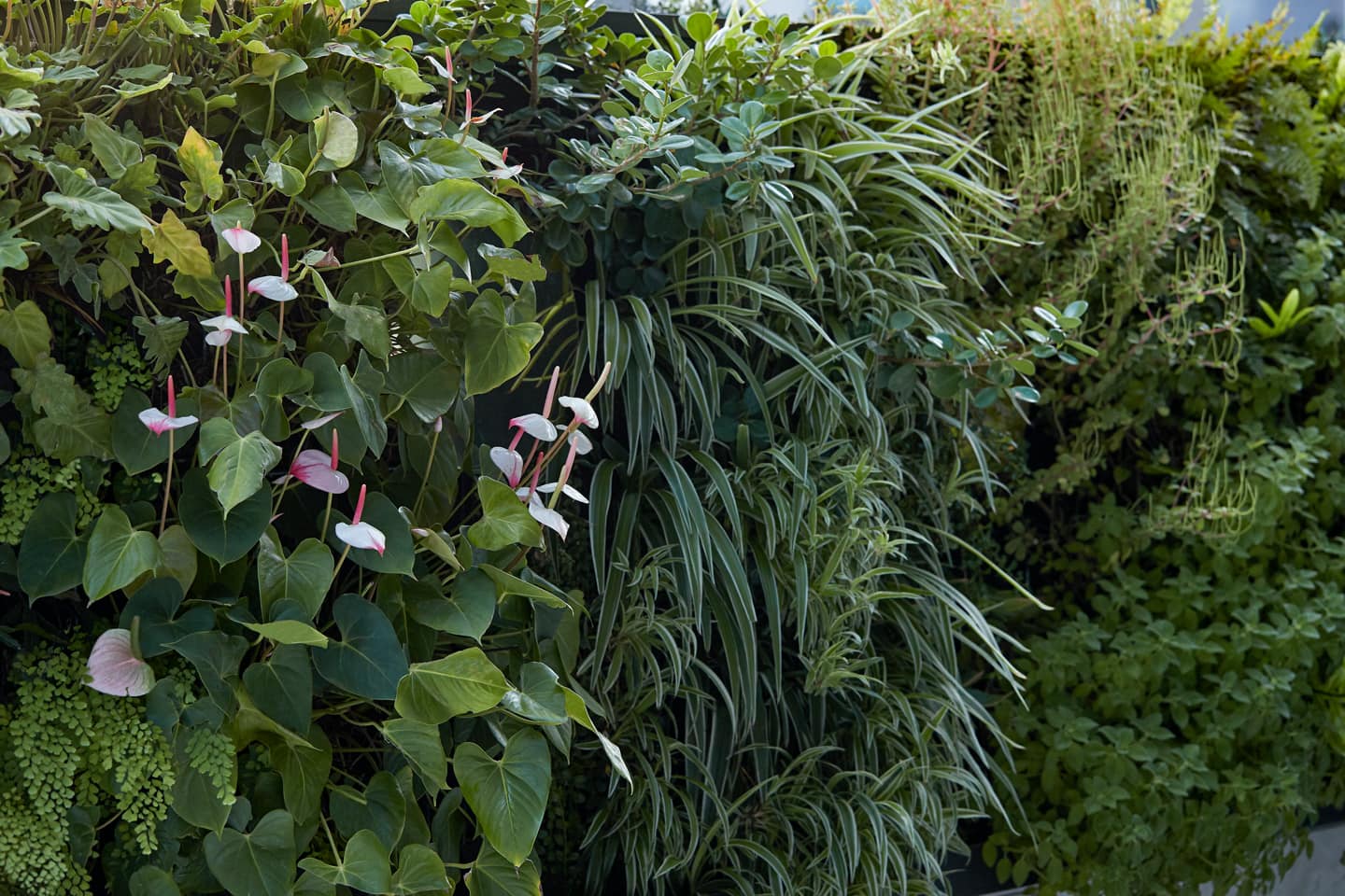 A professional close up photograph a green wall. Maintained by Advance Plants