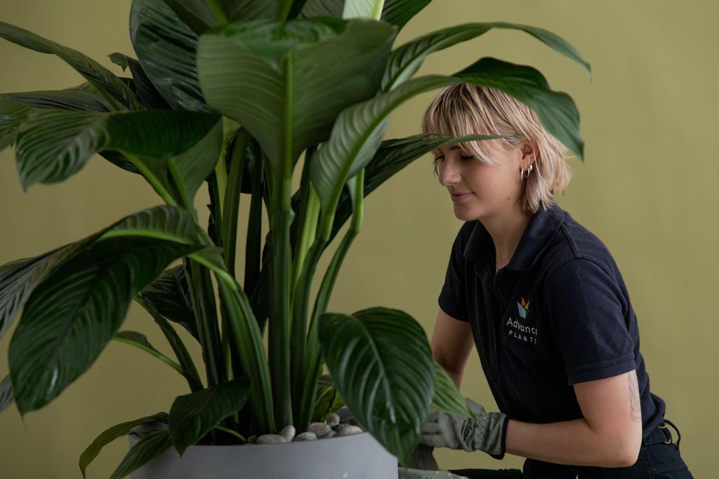 How to care for indoor plants in winter