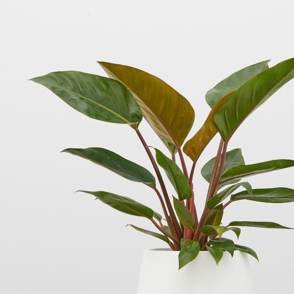 A close up of a potted Philodendron Congo in a white planter.