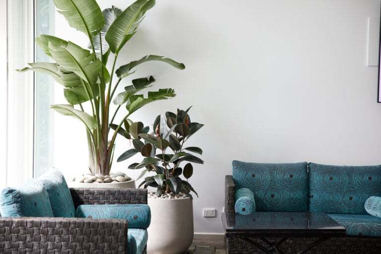 Two stylised floor plants next to blue couches at Mooloolaba office