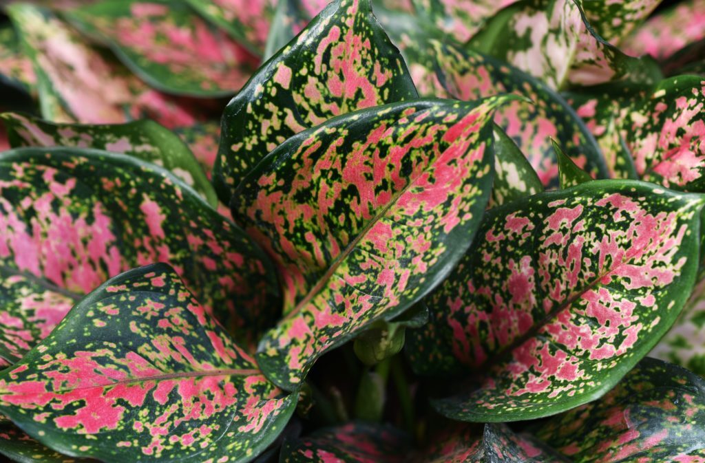 Best winter indoor plants: Aglaonema