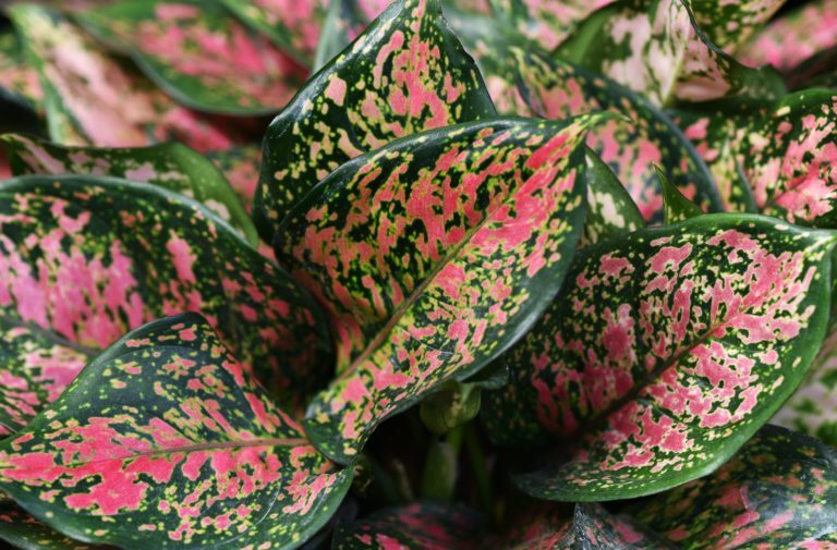 Best winter indoor plants: Aglaonema