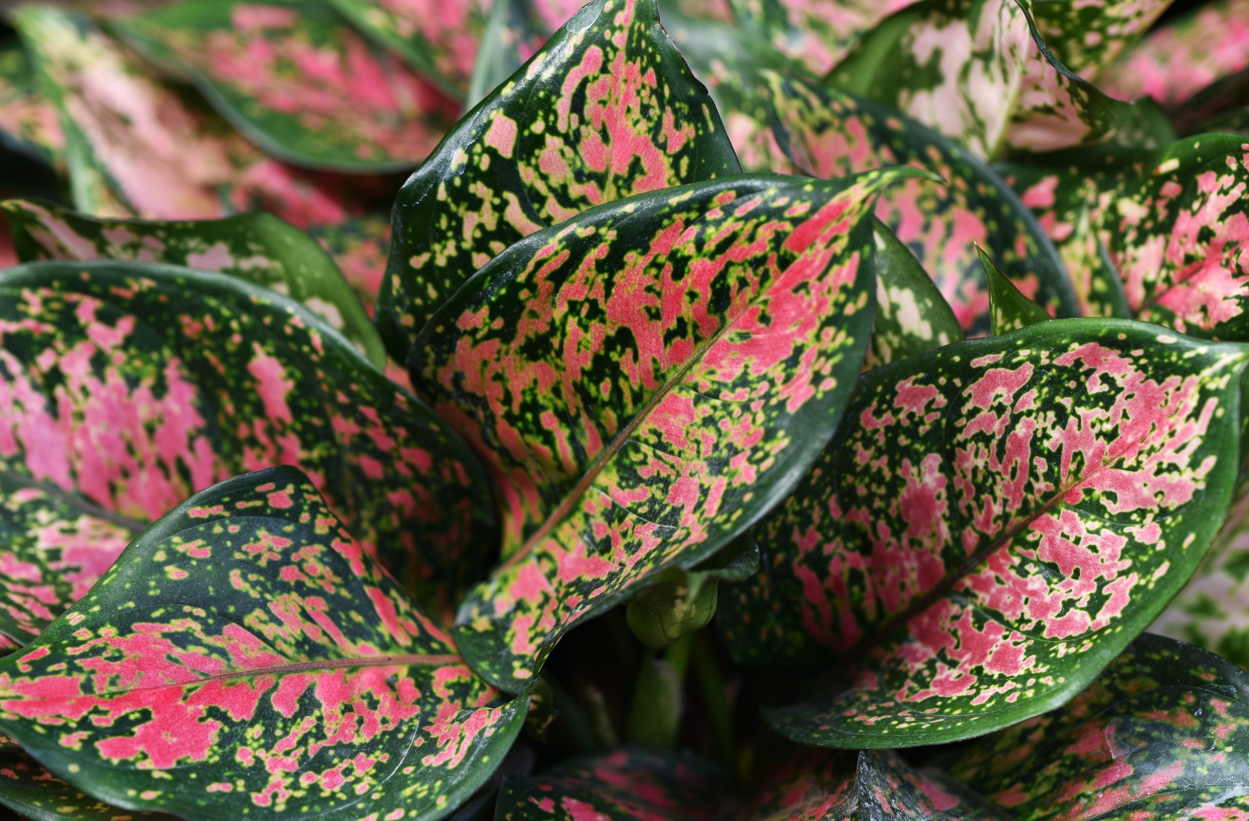 Best winter indoor plants: Aglaonema