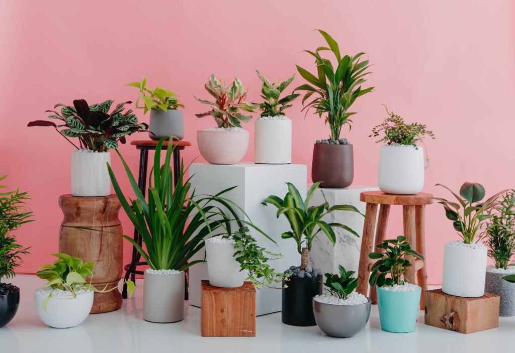 Wedding indoor plant hire