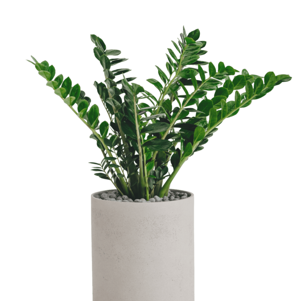 Zanzibar Gem plant
