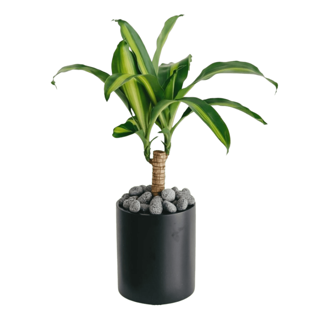 Happy plant