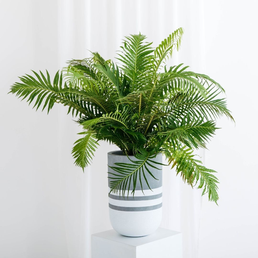Cat Palm
