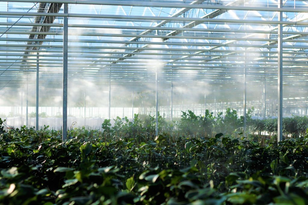Brisbane's best wholesale plant nurseries