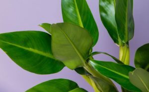Philodendron Martianum