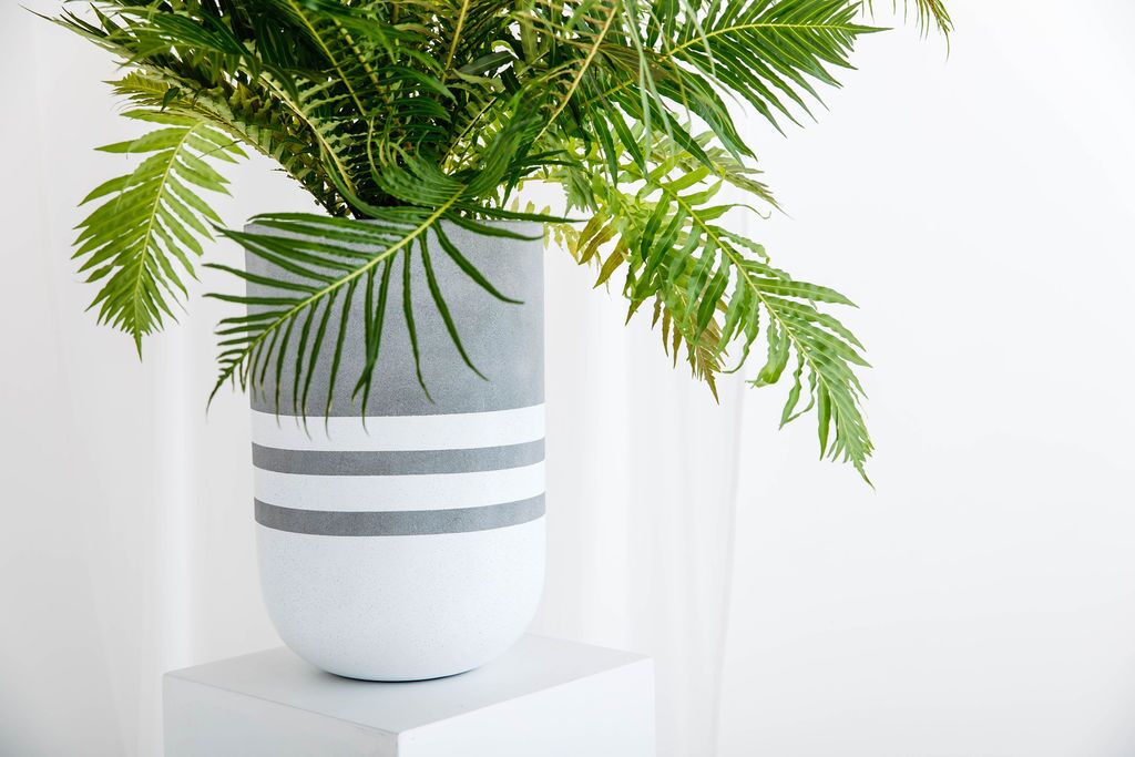 Silver Lady Fern