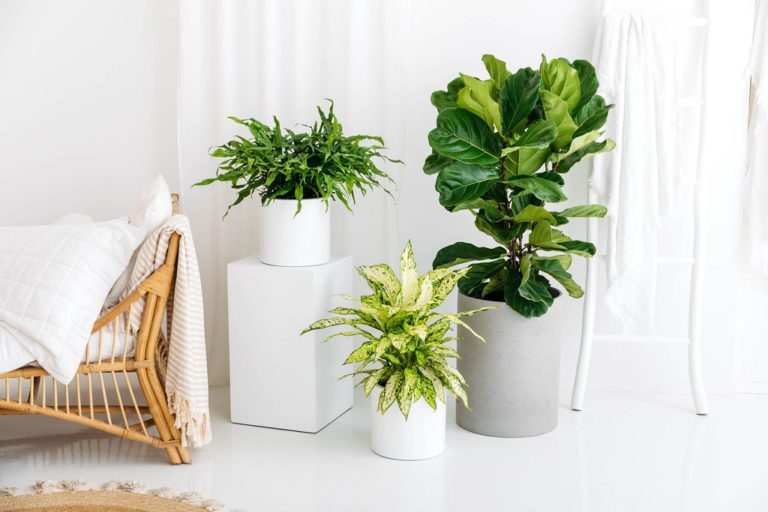 Kangaroo fern, dieffenbachia and a fiddle leaf fig