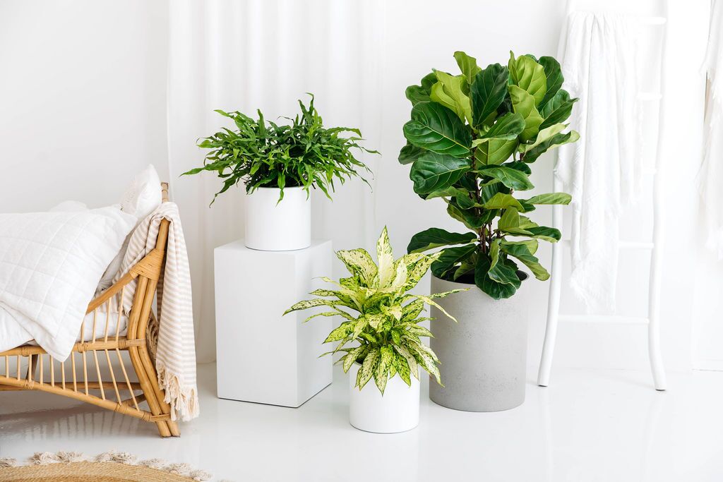 monstera cuttings for sale Monstera Plant Pop-Up Card main image 1