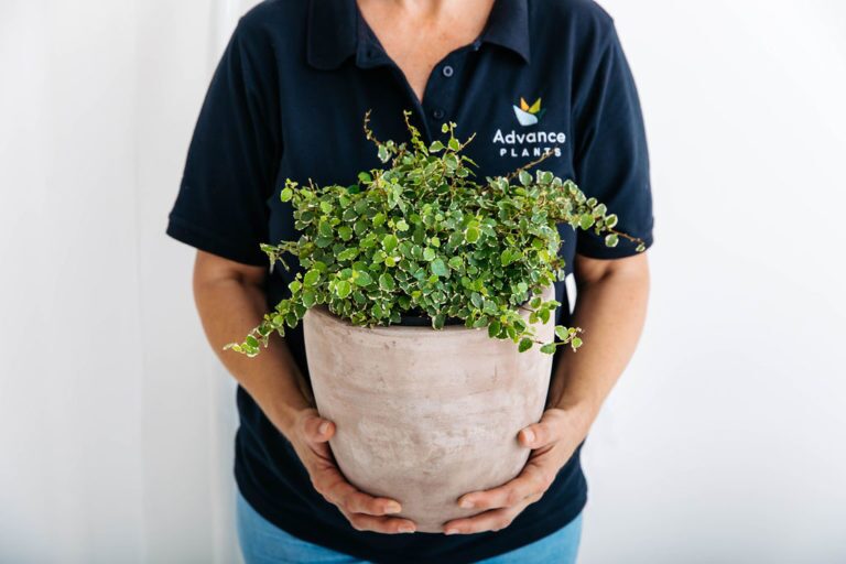 Indoor plant technician