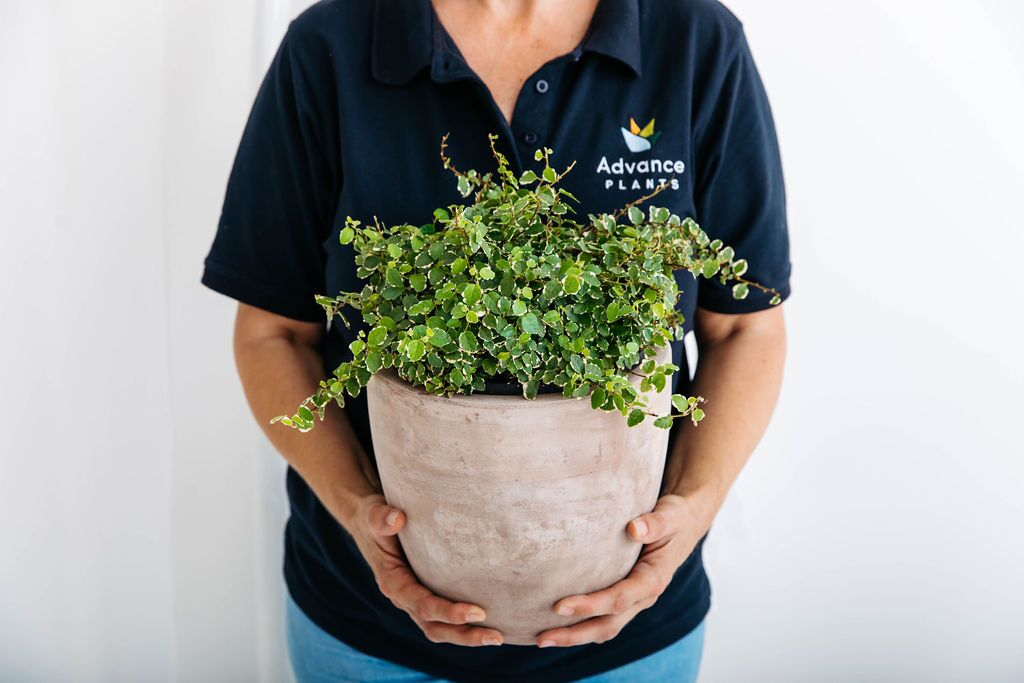 Indoor plant technician