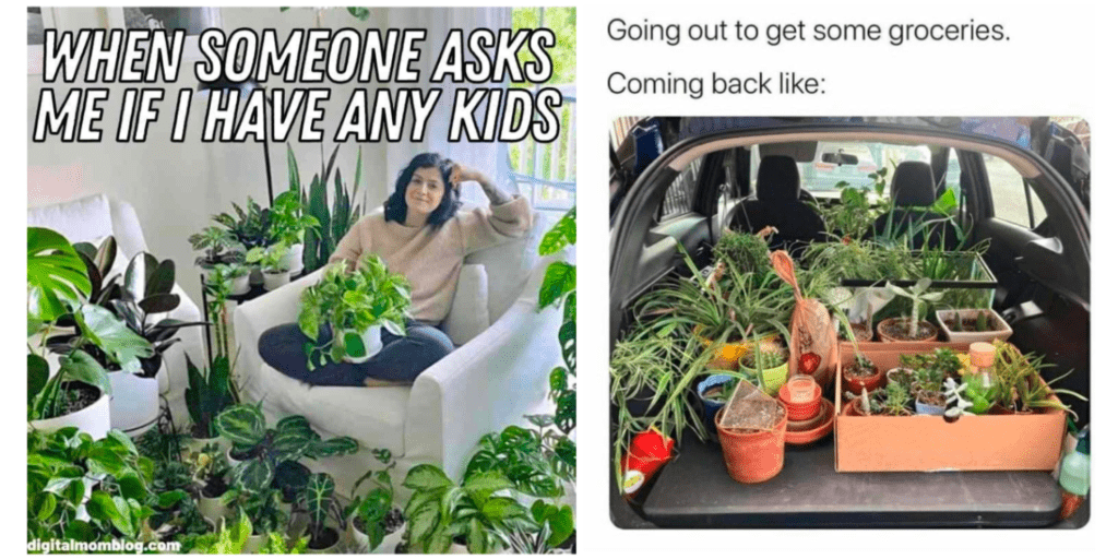 Plant memes
