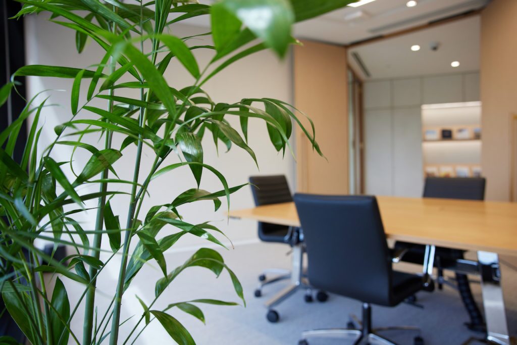 Plants in an offce