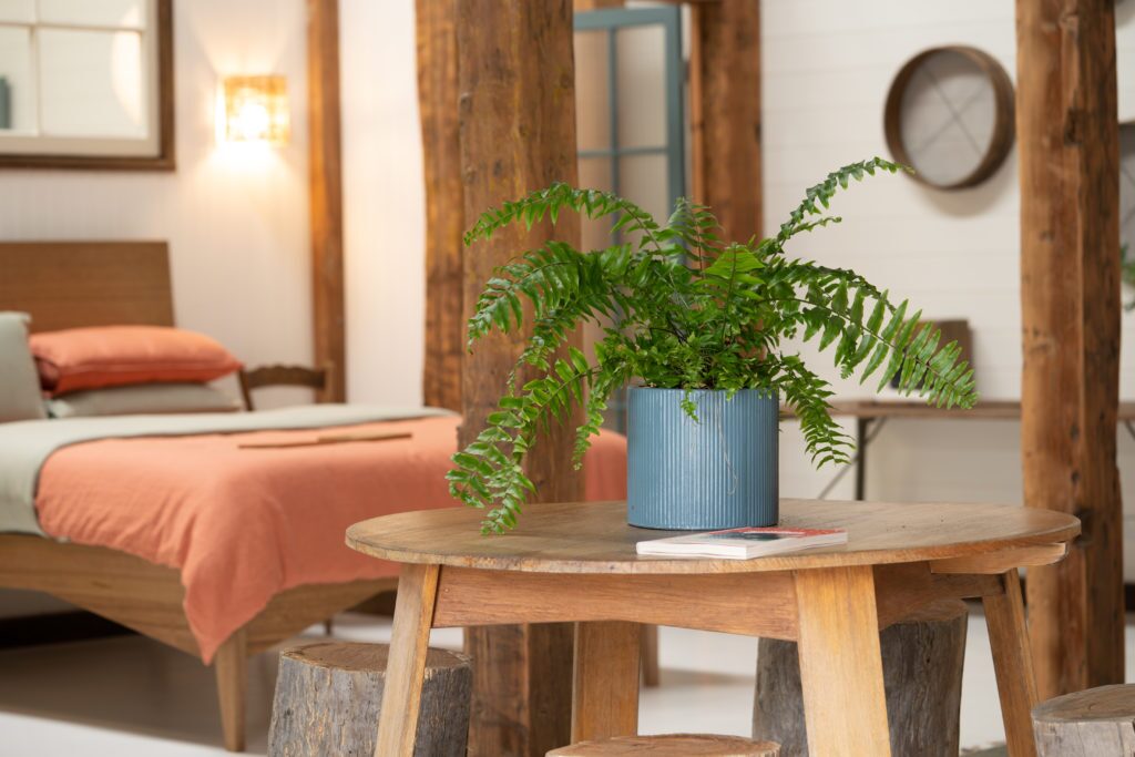 Natural Bedding Company showroom, fern