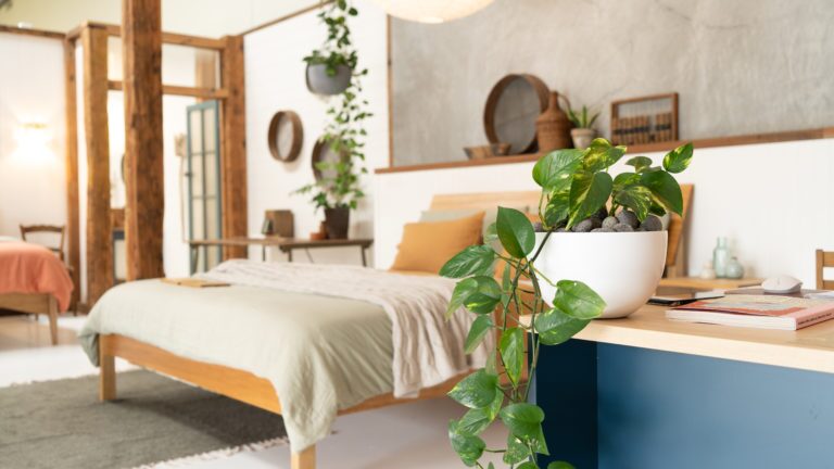 Natural Bedding Company showroom, pothos