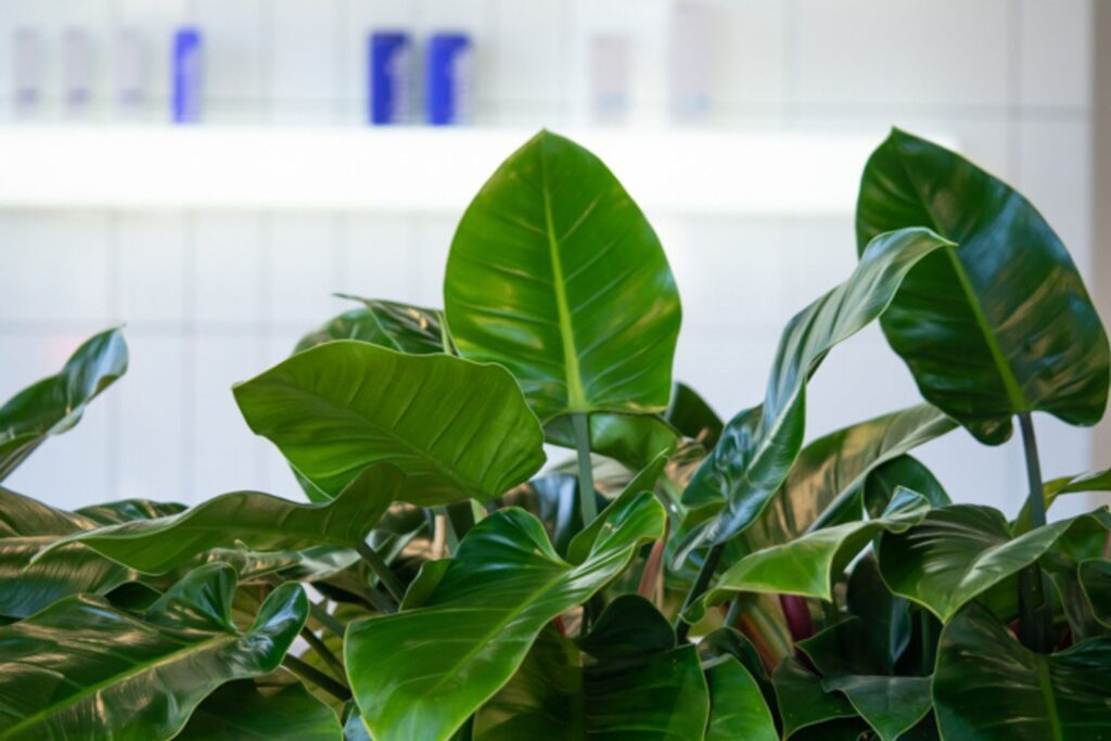 Teneriffe Dental waiting room