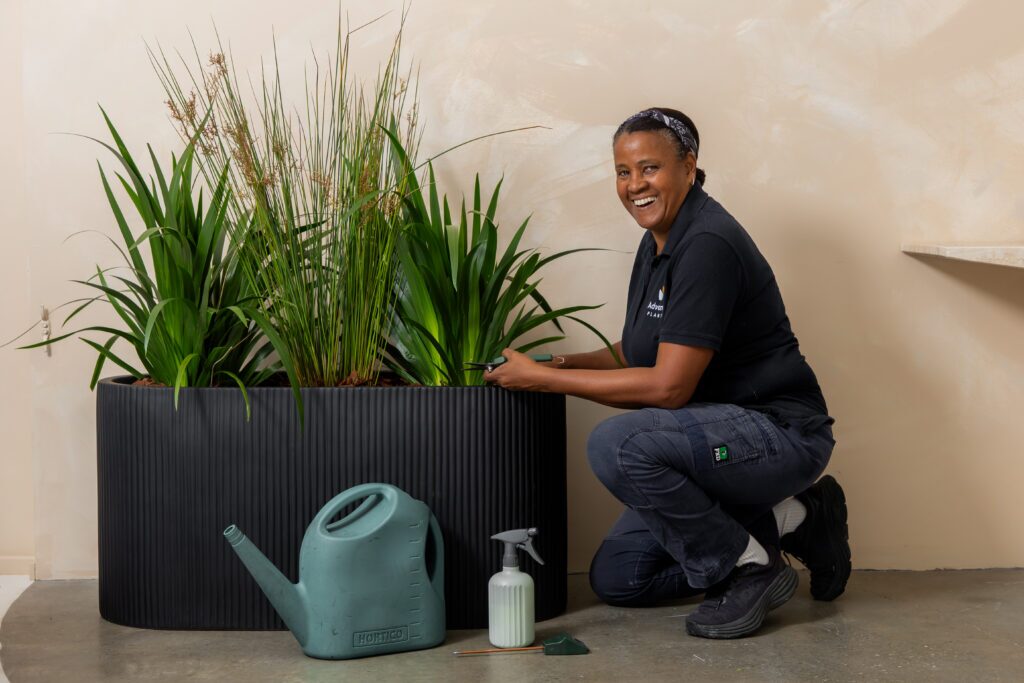Smiling Advance Plants technician trimming ornamental grasses and lomandra in a long ribbed black planter, with watering can and spray bottle nearby