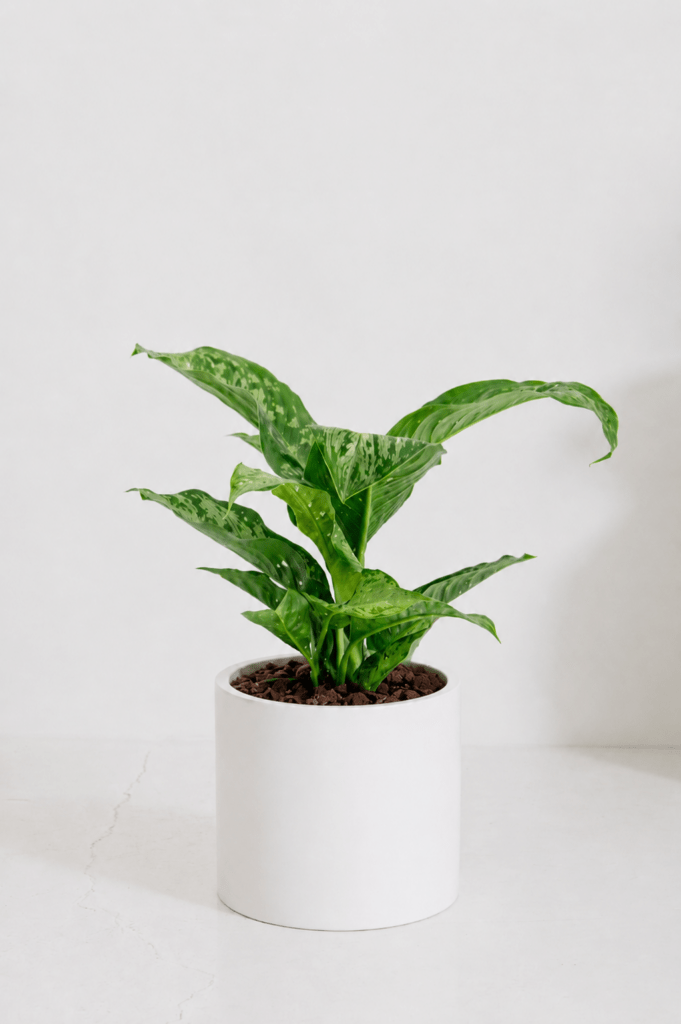 Silver-patterned aglaonema (Chinese evergreen) in a small white desk pot against a pale studio backdrop