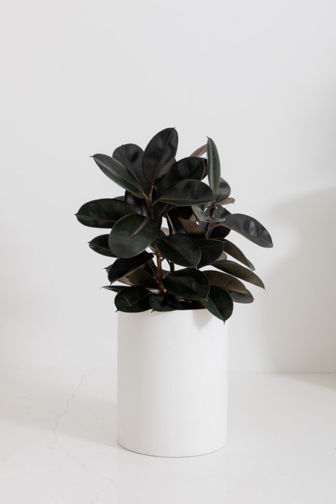Glossy burgundy rubber plant in a white cylinder floor planter against a pale studio backdrop