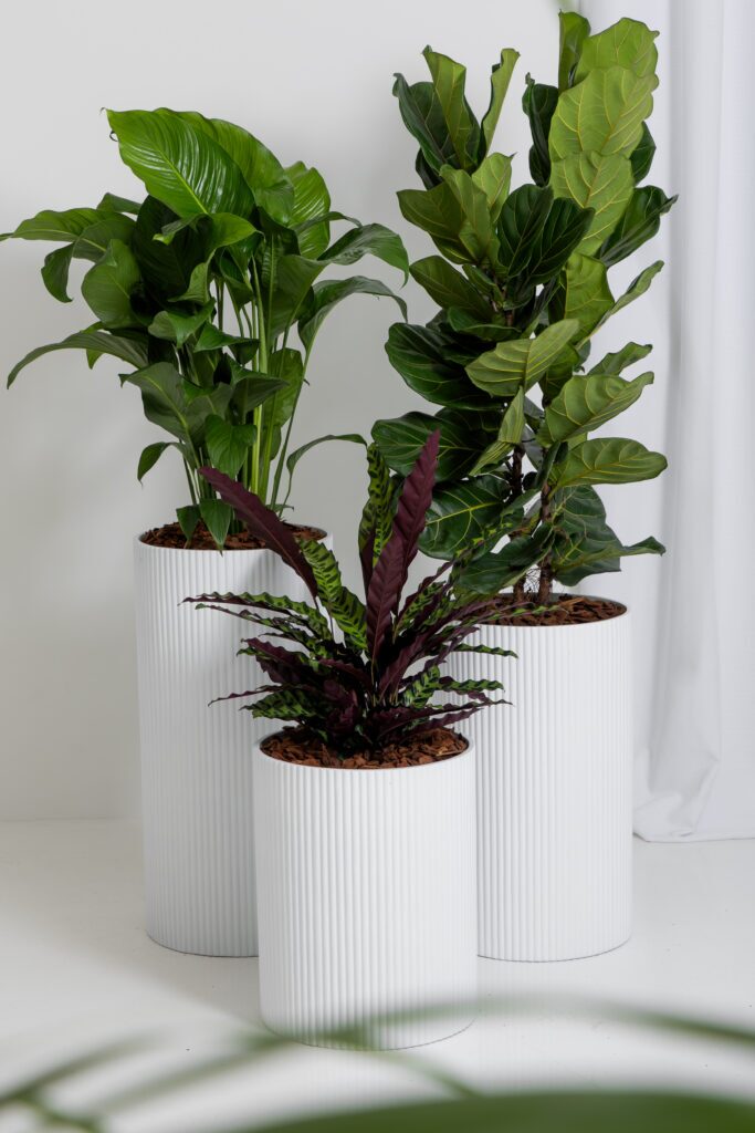 Peace lily, rattlesnake calathea and fiddle leaf fig grouped in three fluted white designer planters against a soft studio backdrop
