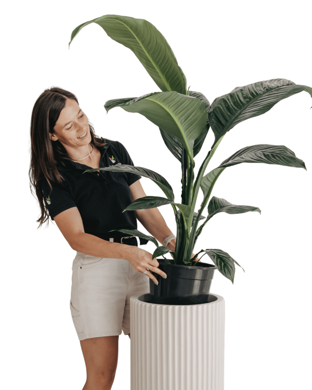 One of our team caring for a peace lily in a commercial Brisbane office