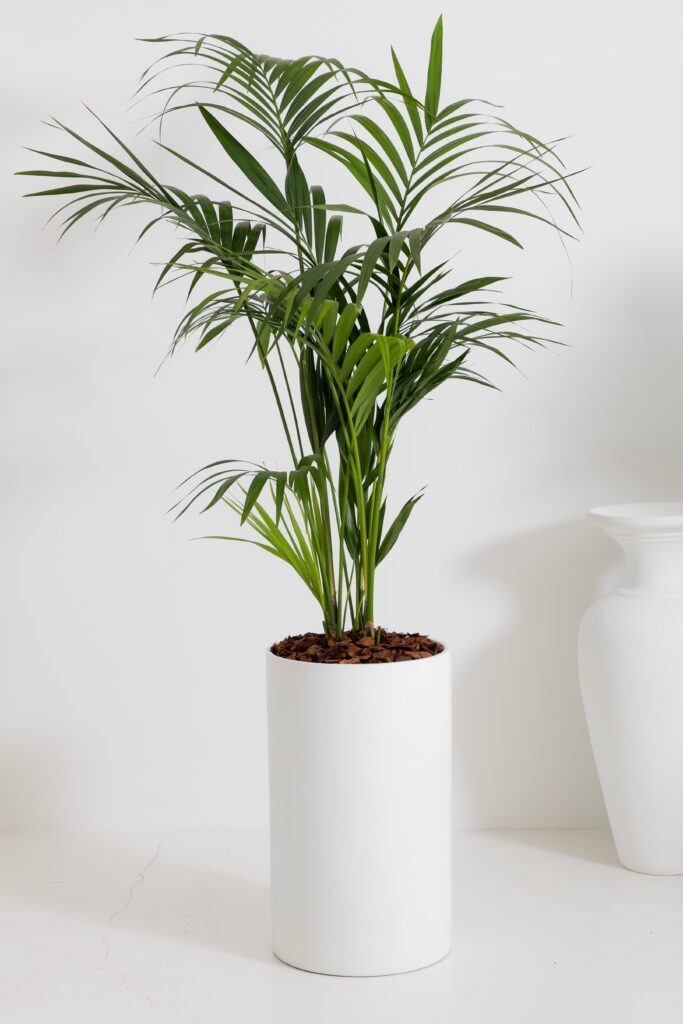 Tall kentia palm in a simple white cylinder floor planter against a pale studio backdrop