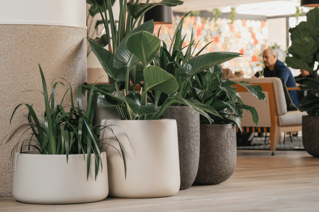 One of our recent interior plant rental and maintenance projects in South East Queensland