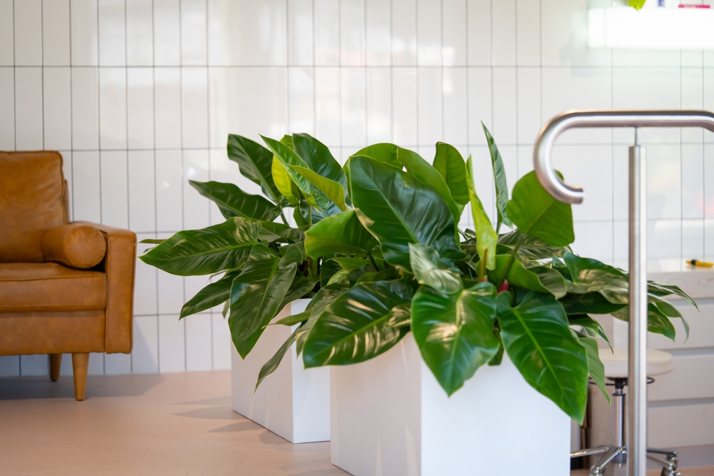 Two glossy-leafed philodendrons in white square planters beside a tan leather armchair in a white-tiled dentist waiting room