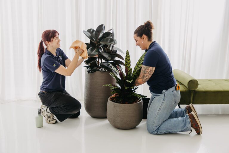 Two Advance Plants technicians cleaning foliage on a burgundy rubber plant and rattlesnake calathea in textured grey planters