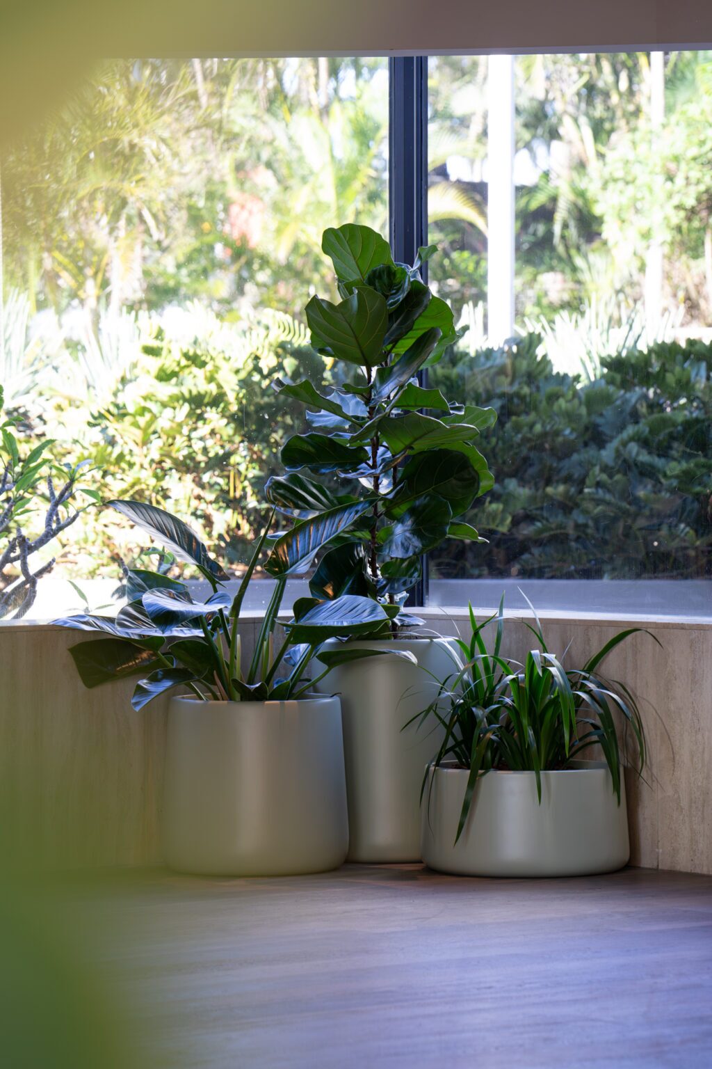 Fiddle leaf fig and strappy foliage in pale pots at a window at QT Gold Coast