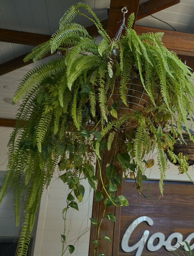 A trailing hanging plant outside of Goodlife health gyms in Brisbane.