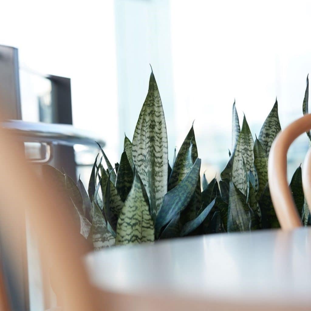 A close up of mother-in-law's tongue plant, framing a restaurant table and chairs.