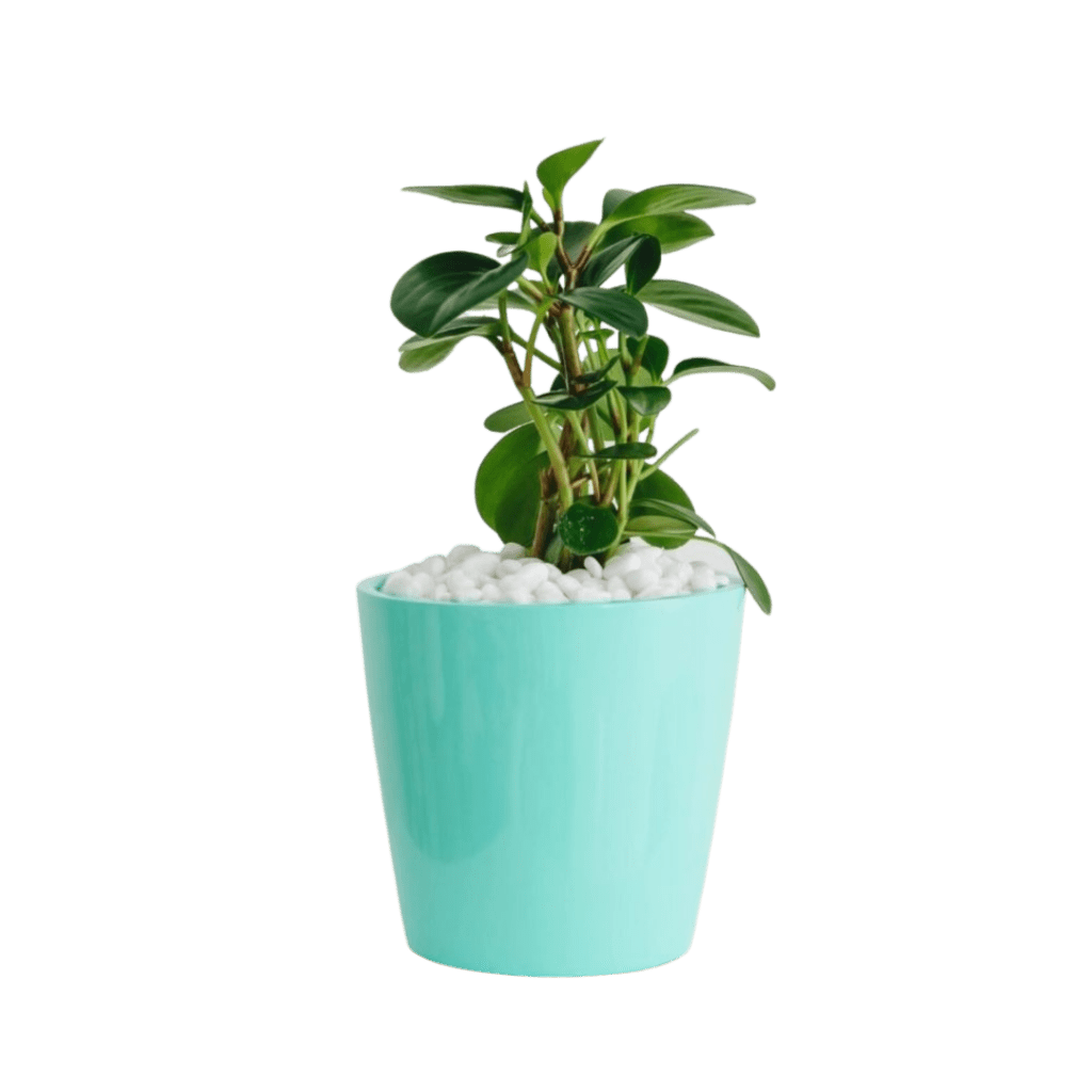 Peperomia plant