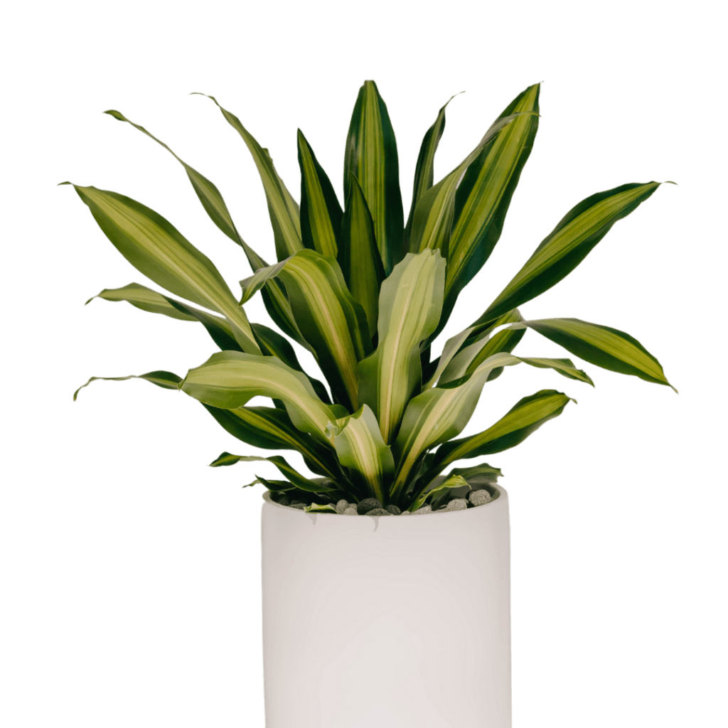 Golden Heart plant