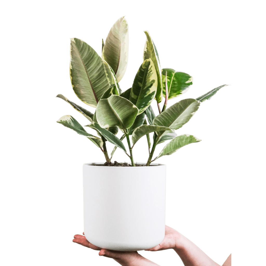 Ficus Elastica