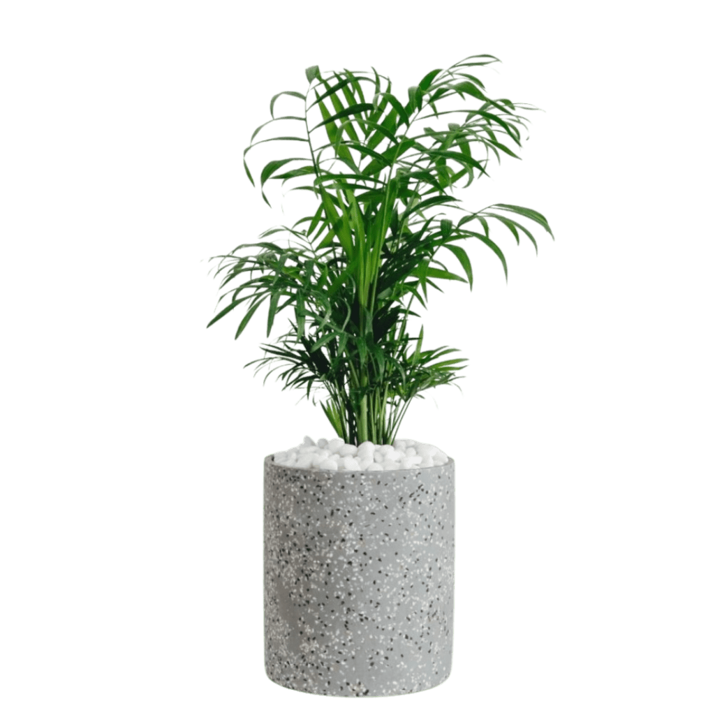 Kentia Palm plant