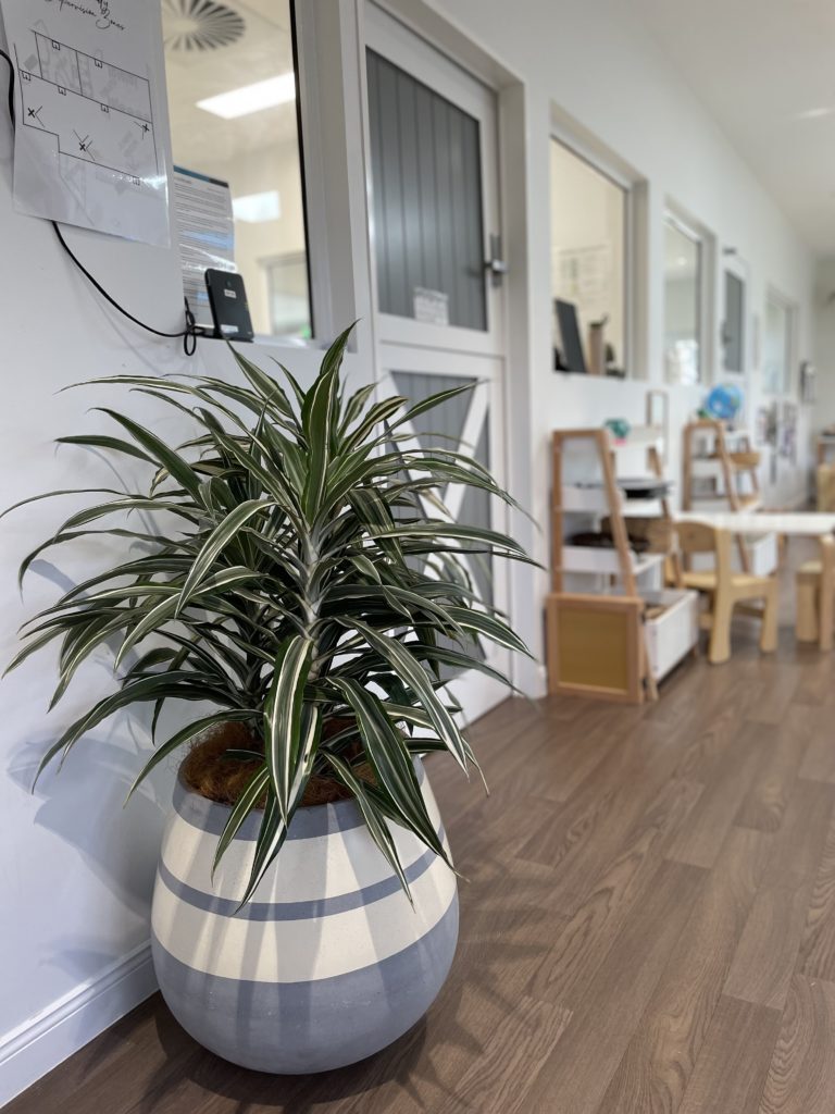 Dracaena fragrans