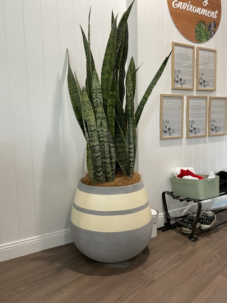 Sansevieria