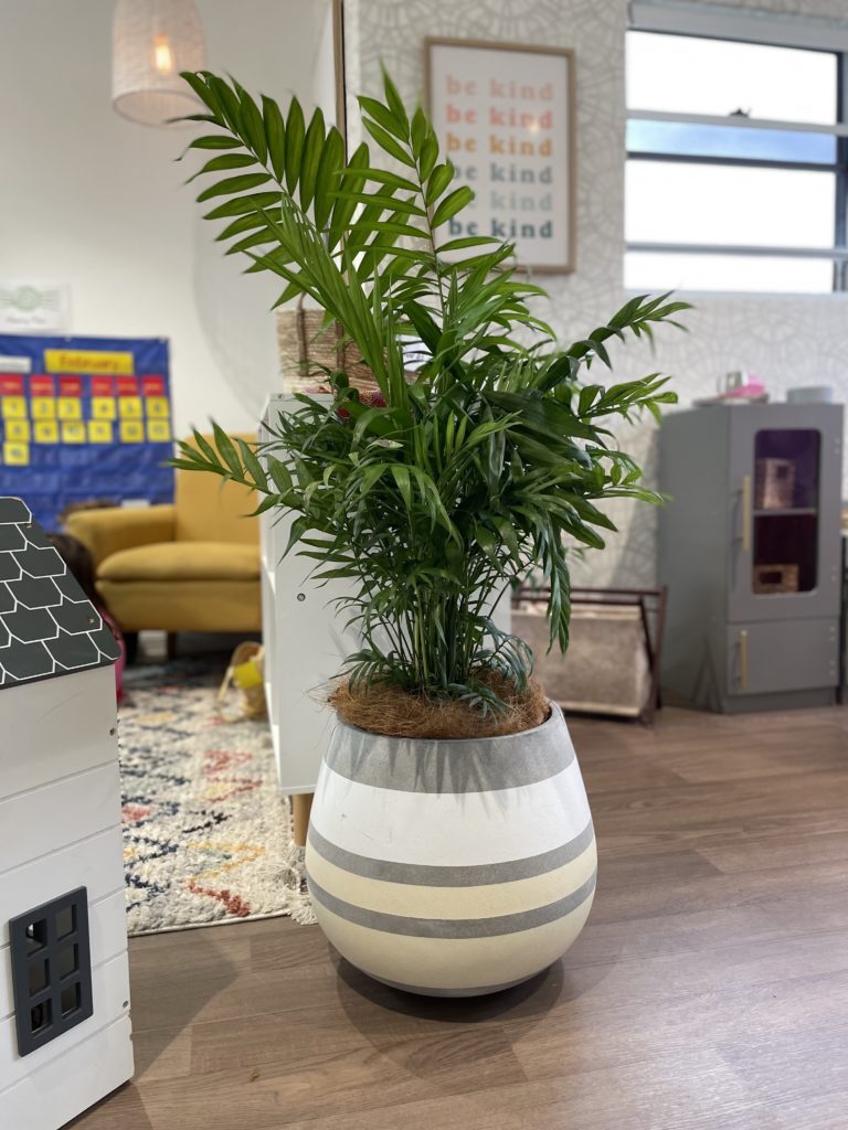 Parlour Palm