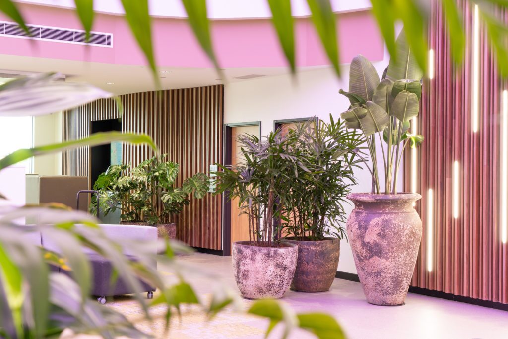 TAFE Robina, plantscape