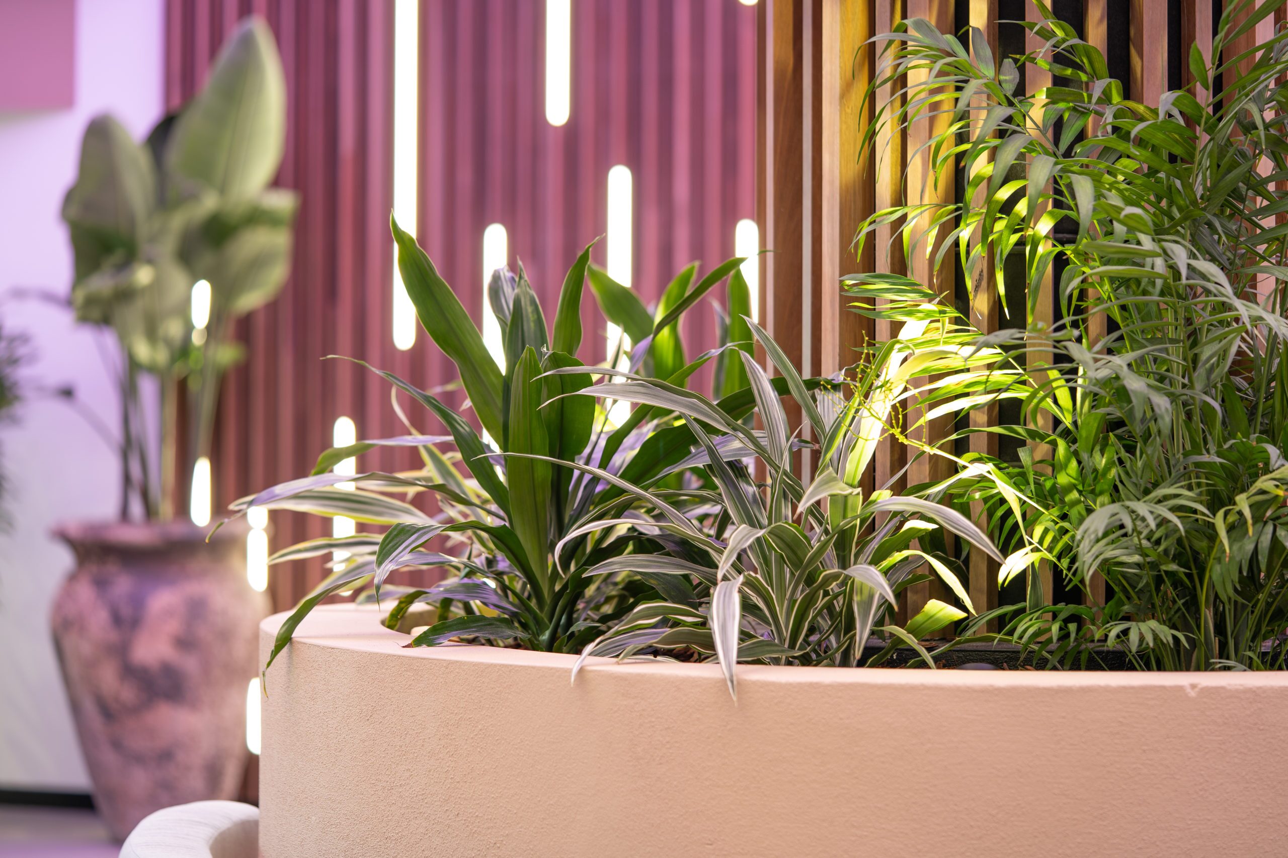 Layered foliage in a curved planter against backlit timber battens at TAFE Queensland Robina campus, interior plantscaping on the Gold Coast