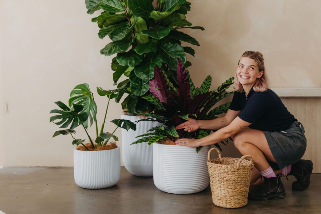 An Advance Plants team member styling fiddle leaf fig, monstera and calathea in white ribbed designer pots at an event space, short-term plant hire Brisbane