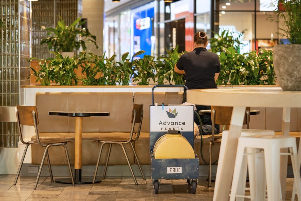Aimee Hansen servicing Westfield Coomera indoor plants