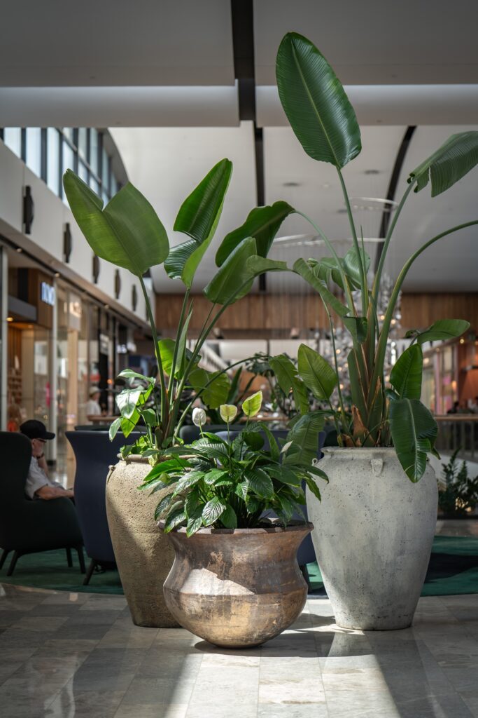 Bird of paradise and peace lily in large stone urns beside mall seating at Westfield Chermside, Brisbane