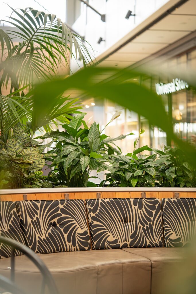 Palms and mixed foliage above banquette seating at Westfield Coomera, indoor plant hire on the Gold Coast